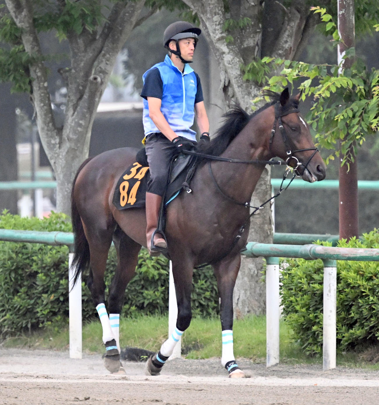 19日、乗り運動をするトレサフィール