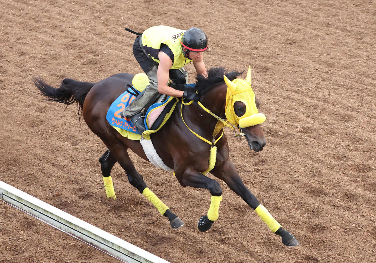 ウィルソンテソーロは美浦坂路を力強いフットワークで駆け上がった（撮影・丹羽敏通）