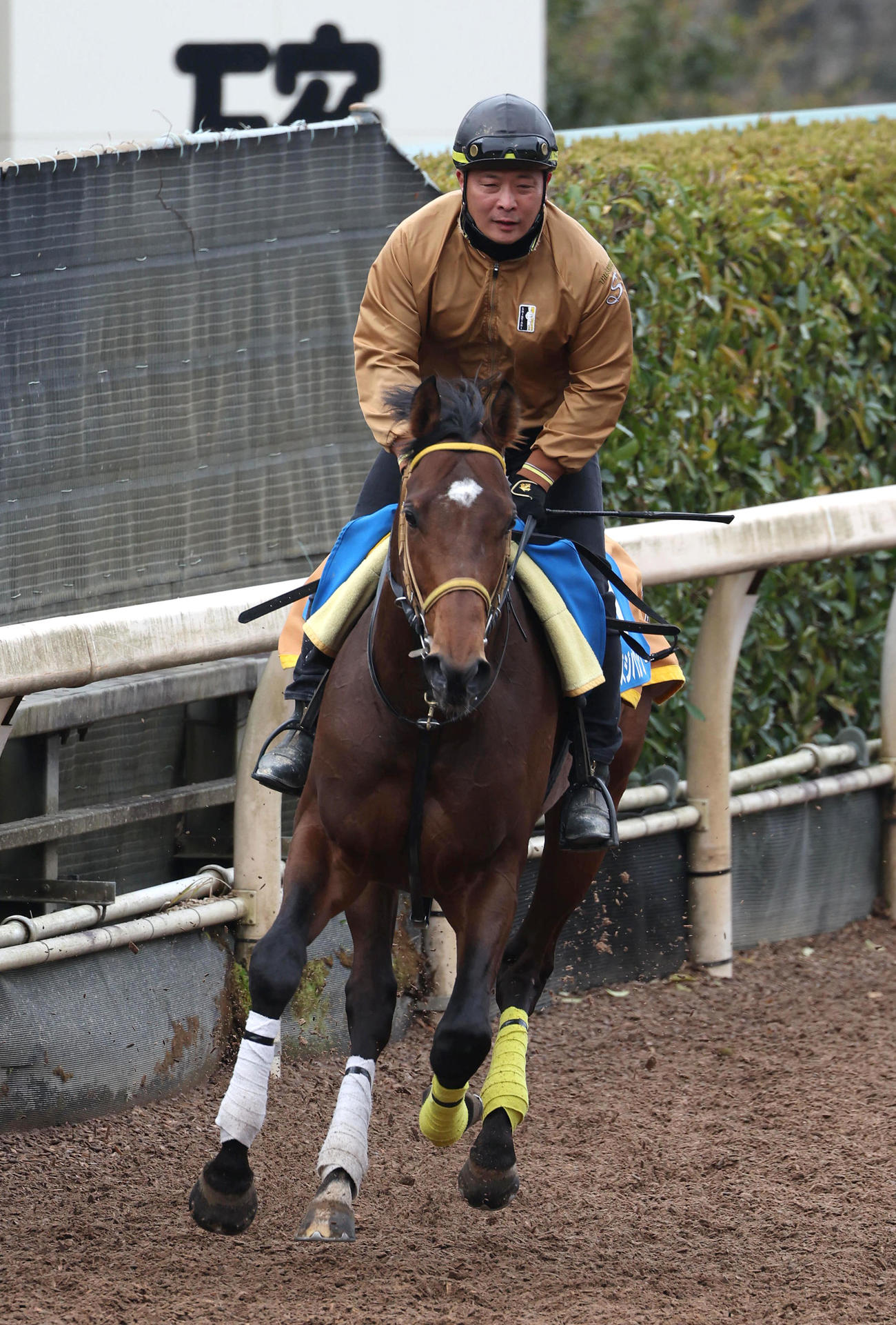 サンライズジパング（2025年4月1日撮影）