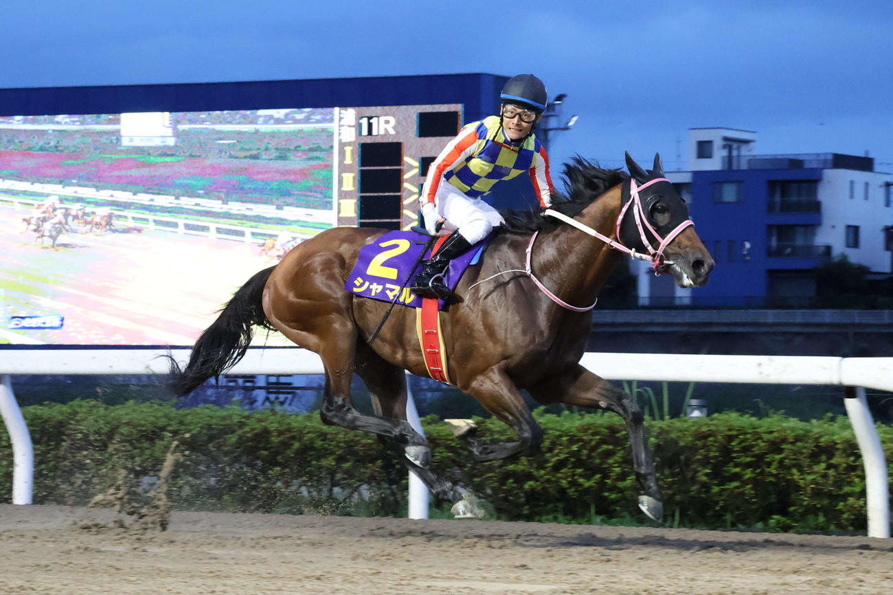 さきたま杯（Jpn1）2着に5馬身差の逃げ切りでさきたま杯を制したシャマルと川須栄彦騎手