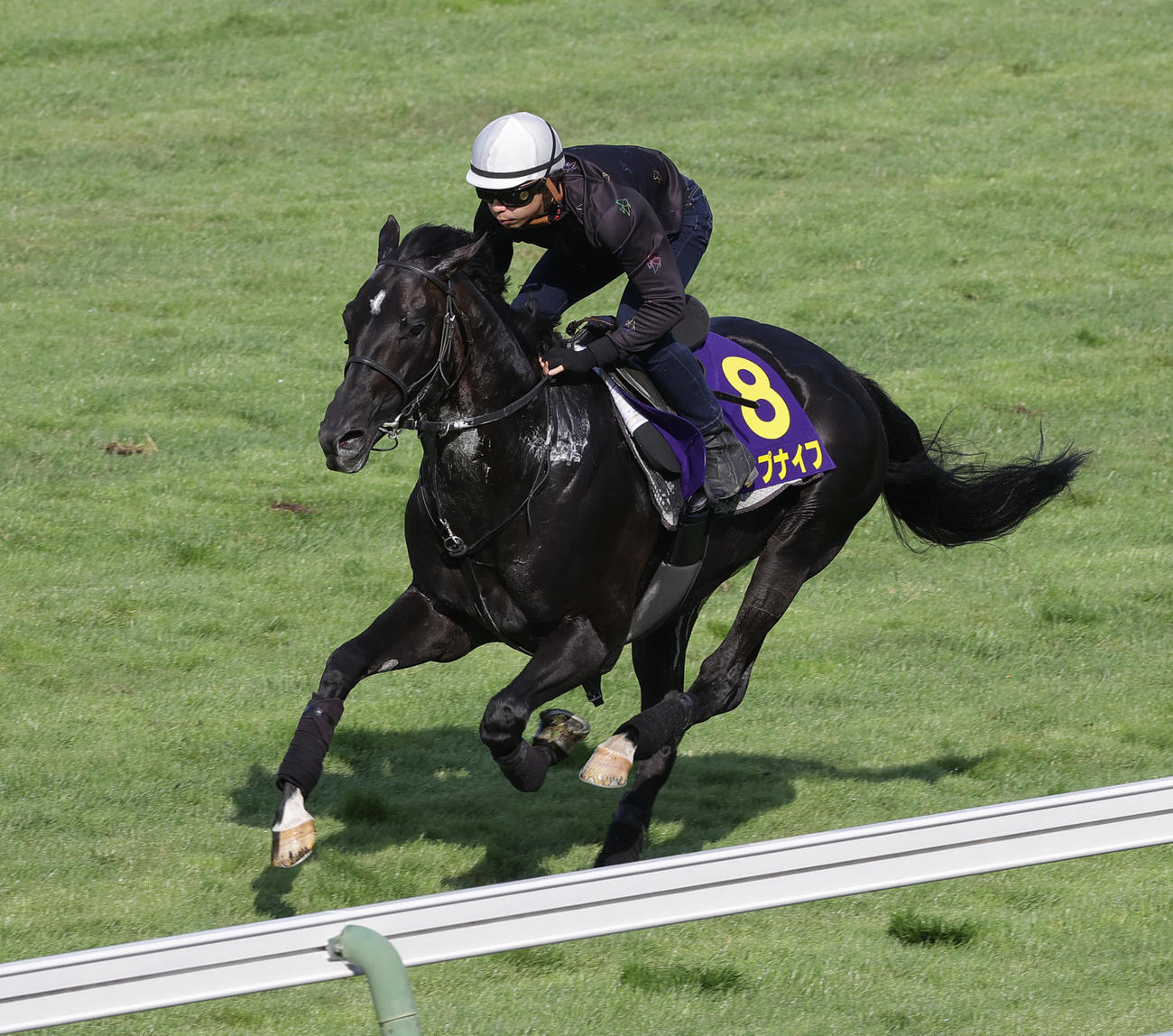 横山和生騎手を背に、函館芝コースで追い切られるトップナイフ
