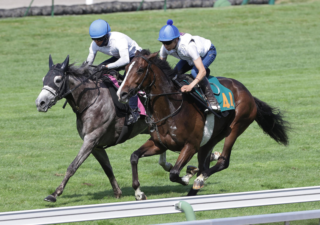 横山武史騎手を背に、函館芝コースで併せ馬で追い切られるチョウブク（右）