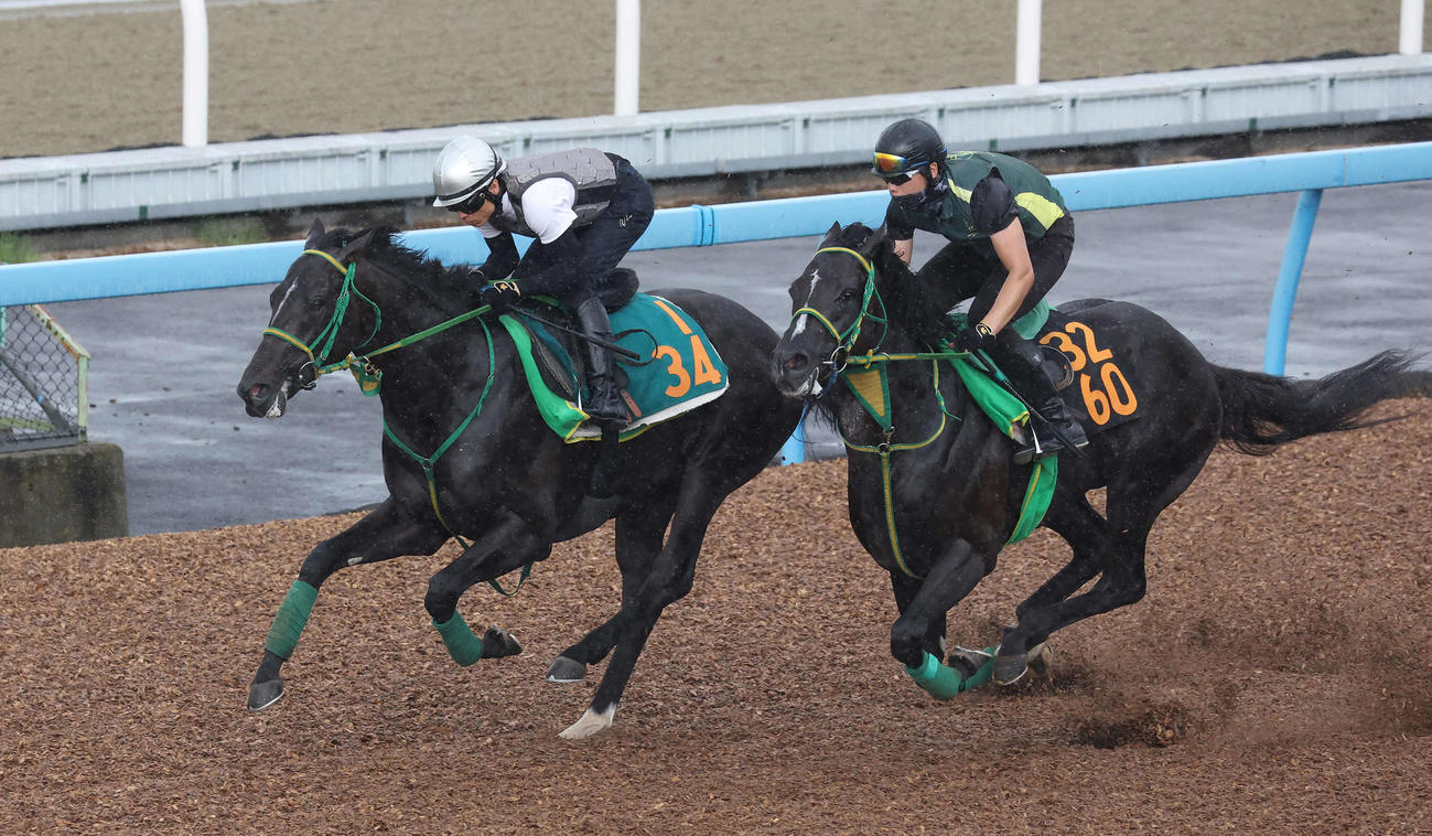 ジーネキング（左）は大野騎手を背に美浦ウッドでゴットランドと併せて追い切られた（撮影・丹羽敏通）