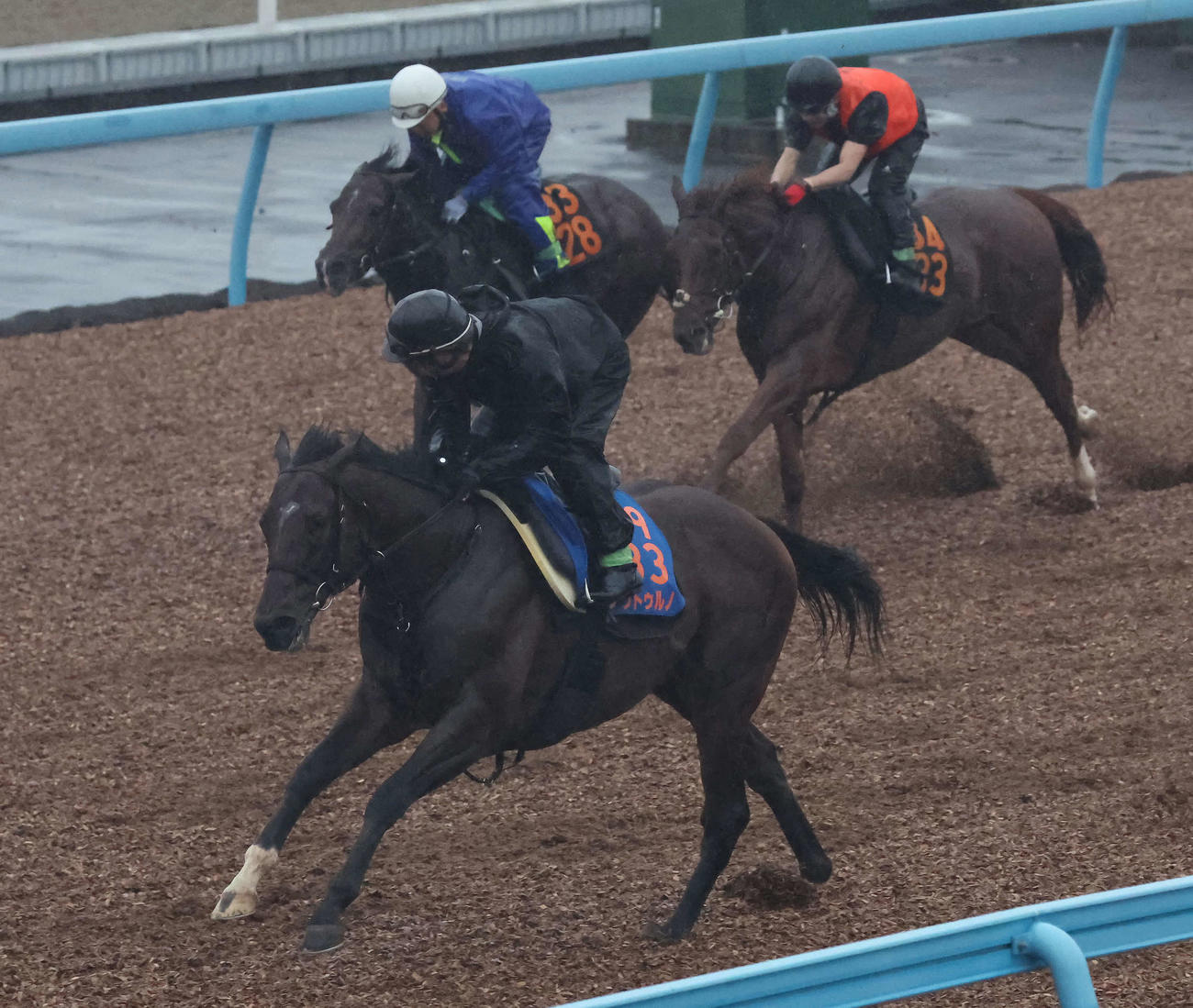 ノットゥルノ（手前）は美浦ウッドを単走で追い切られた（撮影・丹羽敏通）