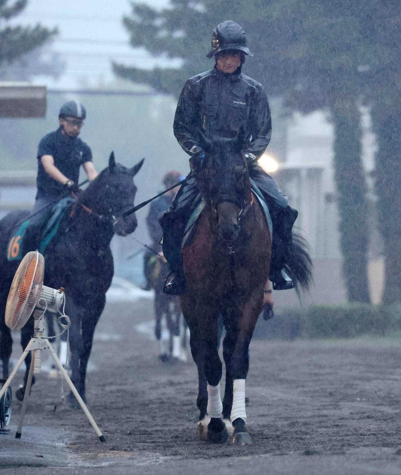 雨の中、厩舎内で乗り運動の準備をするイナズマダイモン（撮影・丹羽敏通）