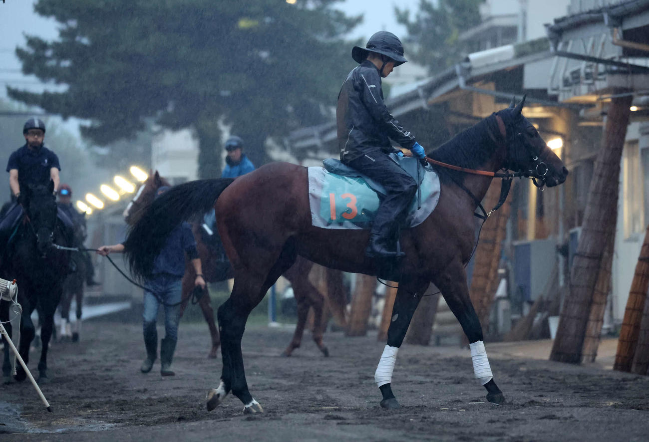 雨の中、厩舎内で乗り運動の準備をするイナズマダイモン（撮影・丹羽敏通）