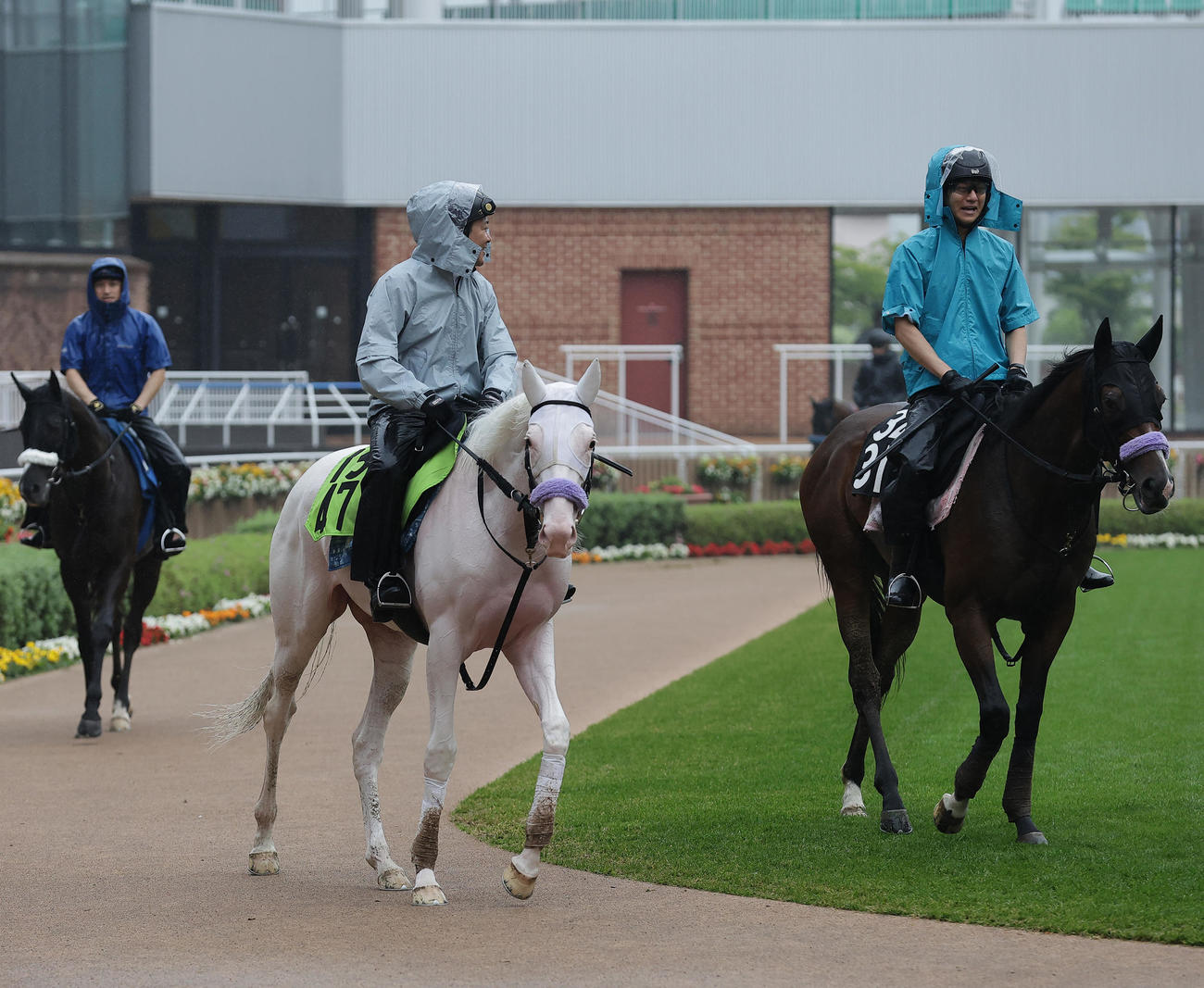 函館競馬場で調整する、白毛のマルガ