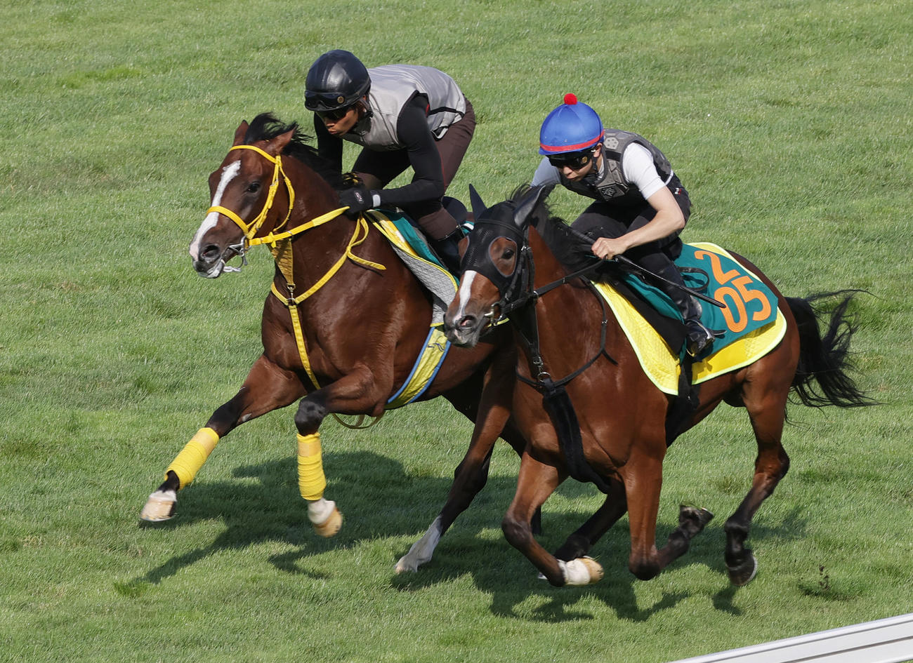 25日、函館芝コースで併せ馬を行うセイウンダイフク（左）