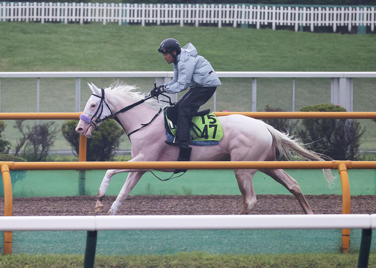 函館競馬場で調整する、白毛のマルガ（2025年6月26日撮影）