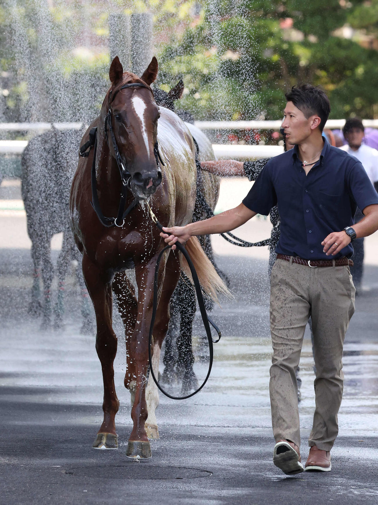 福島5R新馬戦を制したロスパレドネスは、気持ち良さそうにシャワーを浴びる（撮影・丹羽敏通）