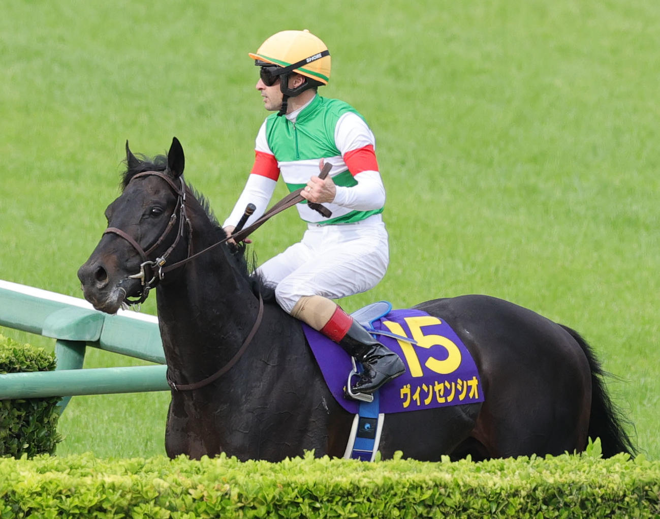 皐月賞で9着に終わったヴィンセンシオ（2025年4月20日撮影）
