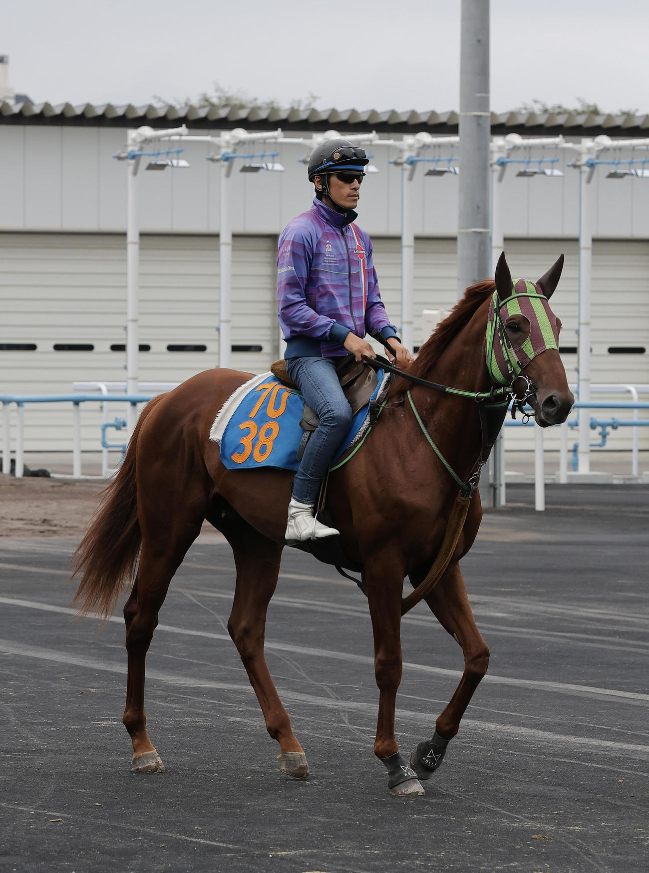 函館競馬場で調整するショウナンライシン