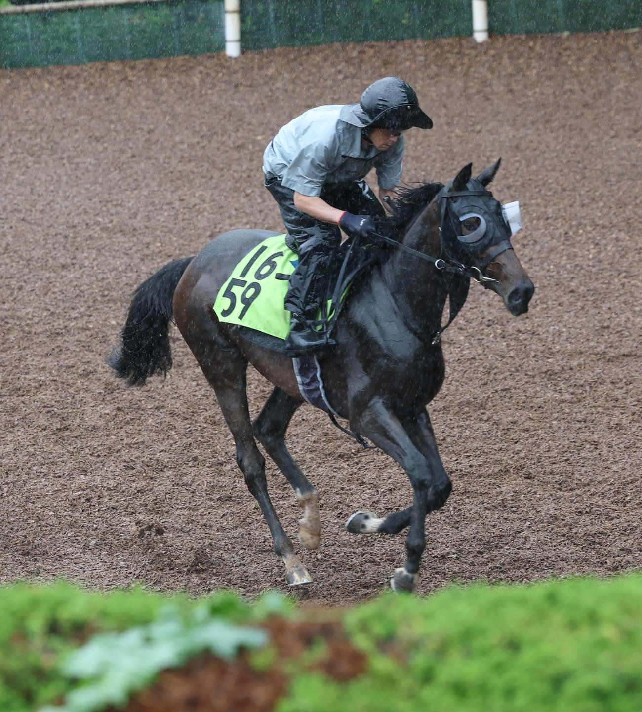 6月10日、坂路を駆け上がるアランカール