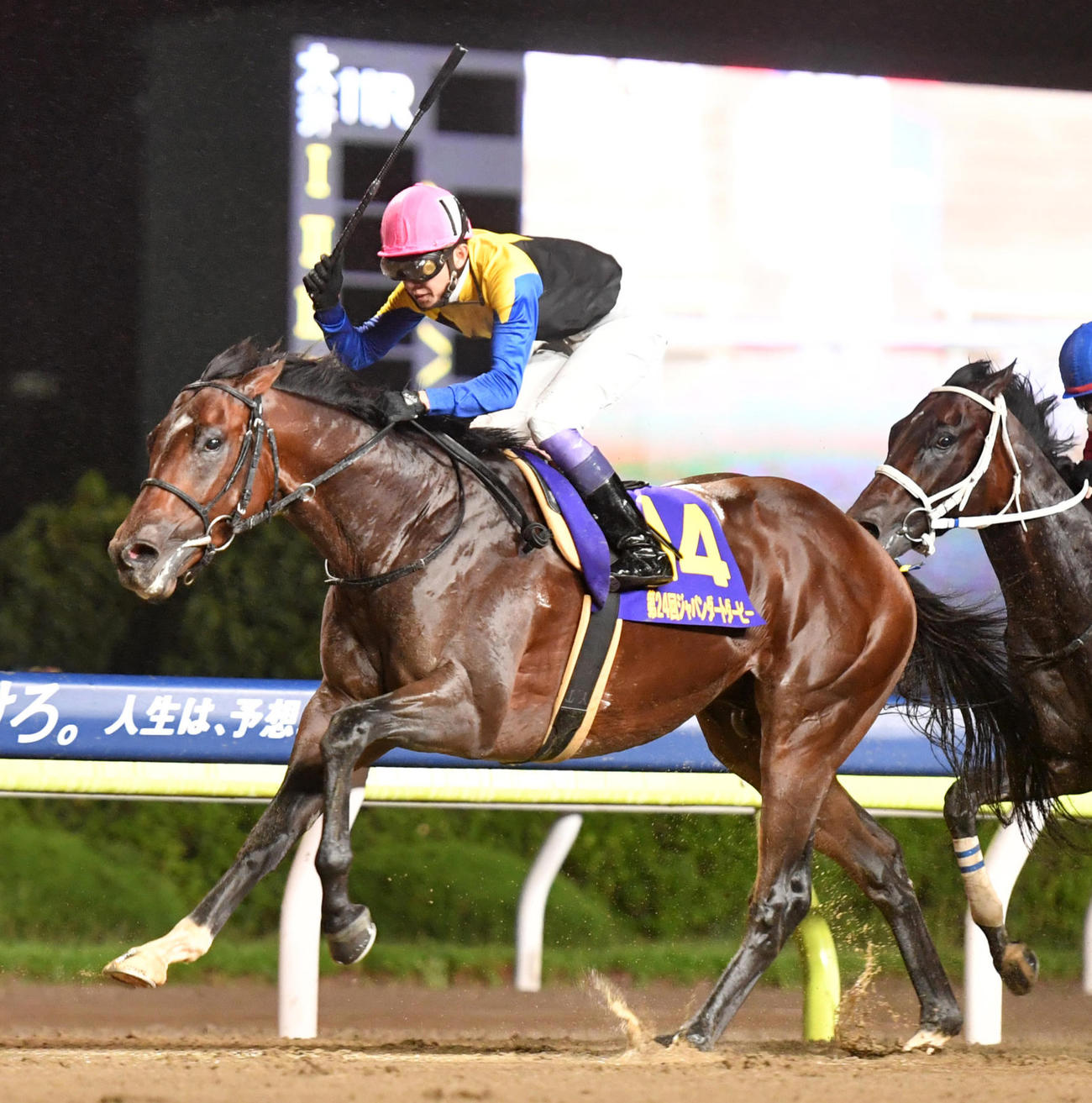ジャパンダートダービーを制したノットゥルノ（2022年7月撮影）