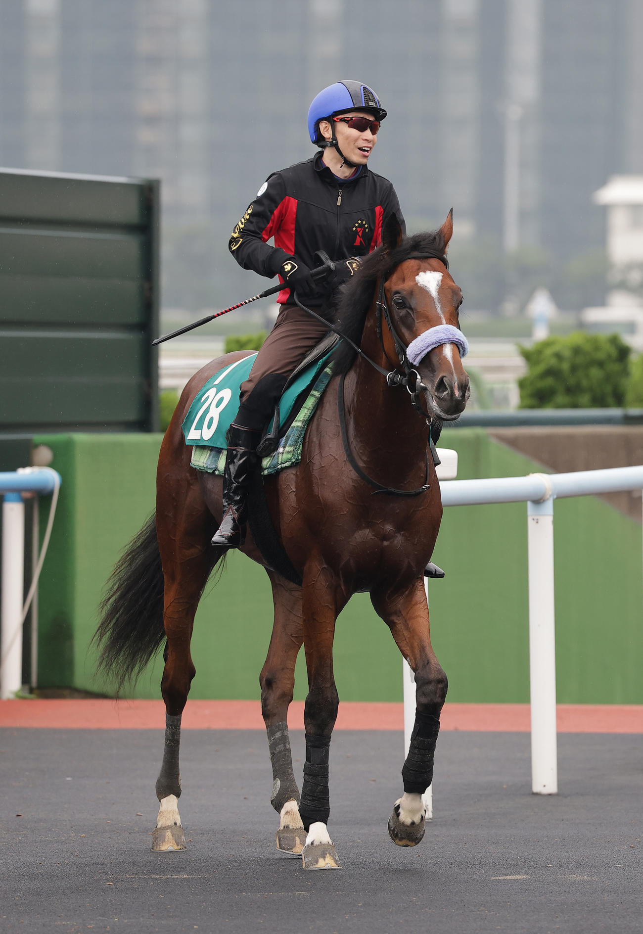 池添謙一騎手を背に、函館芝コースで併せ馬で追い切られたショウナンガルフ