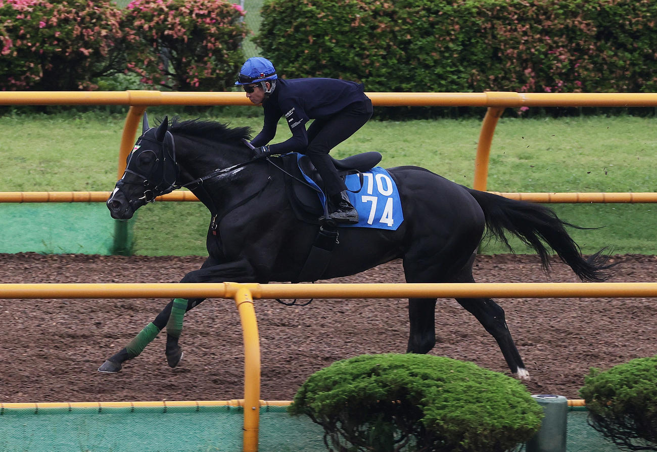 武豊騎手を背に、函館ウッドチップコースで追い切られるジャスティンアース