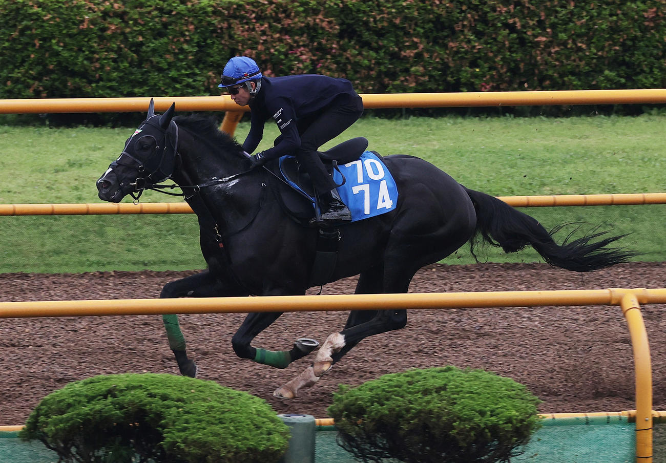 武豊騎手を背に、函館ウッドチップコースで追い切られるジャスティンアース