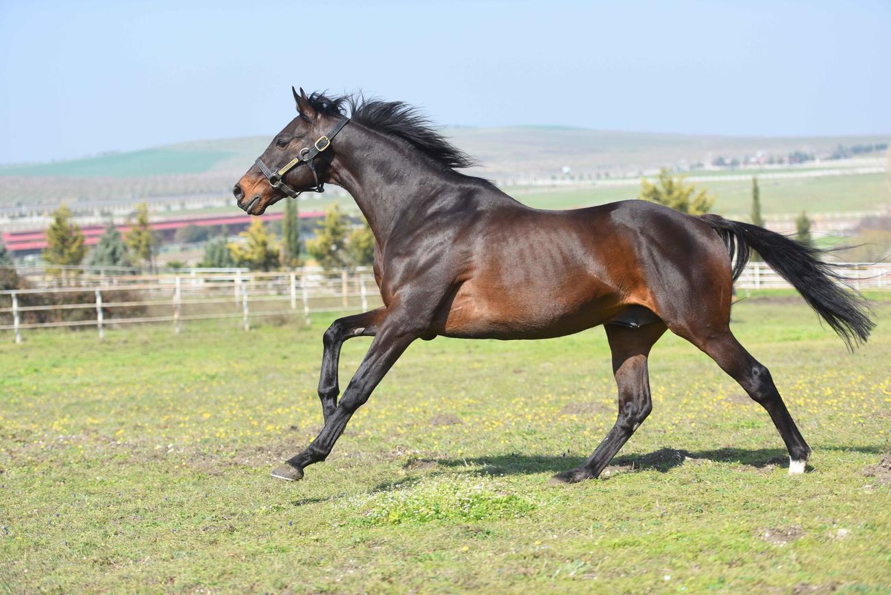 トルコで活躍する種牡馬ヴィクトワールピサ（写真提供・トルコジョッキークラブ）