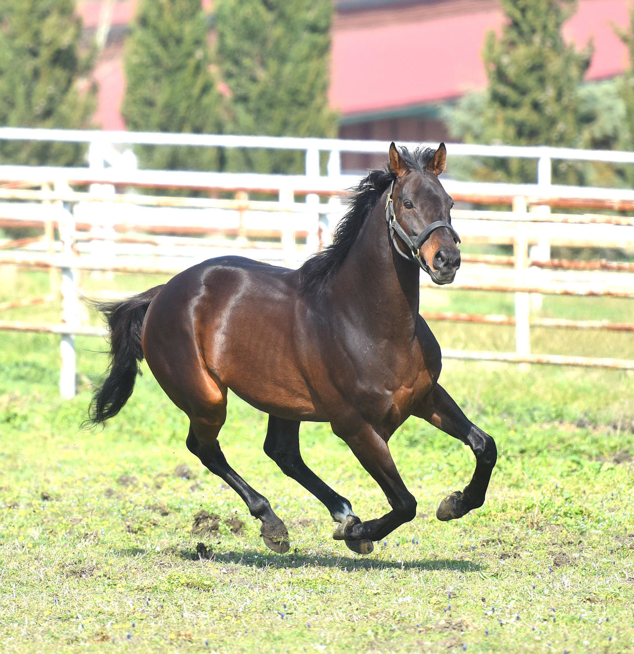 トルコで活躍する種牡馬ヴィクトワールピサ（写真提供・トルコジョッキークラブ）