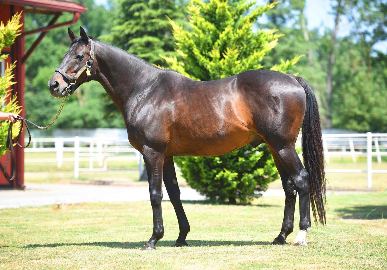 トルコで活躍する種牡馬ヴィクトワールピサ（写真提供・トルコジョッキークラブ）