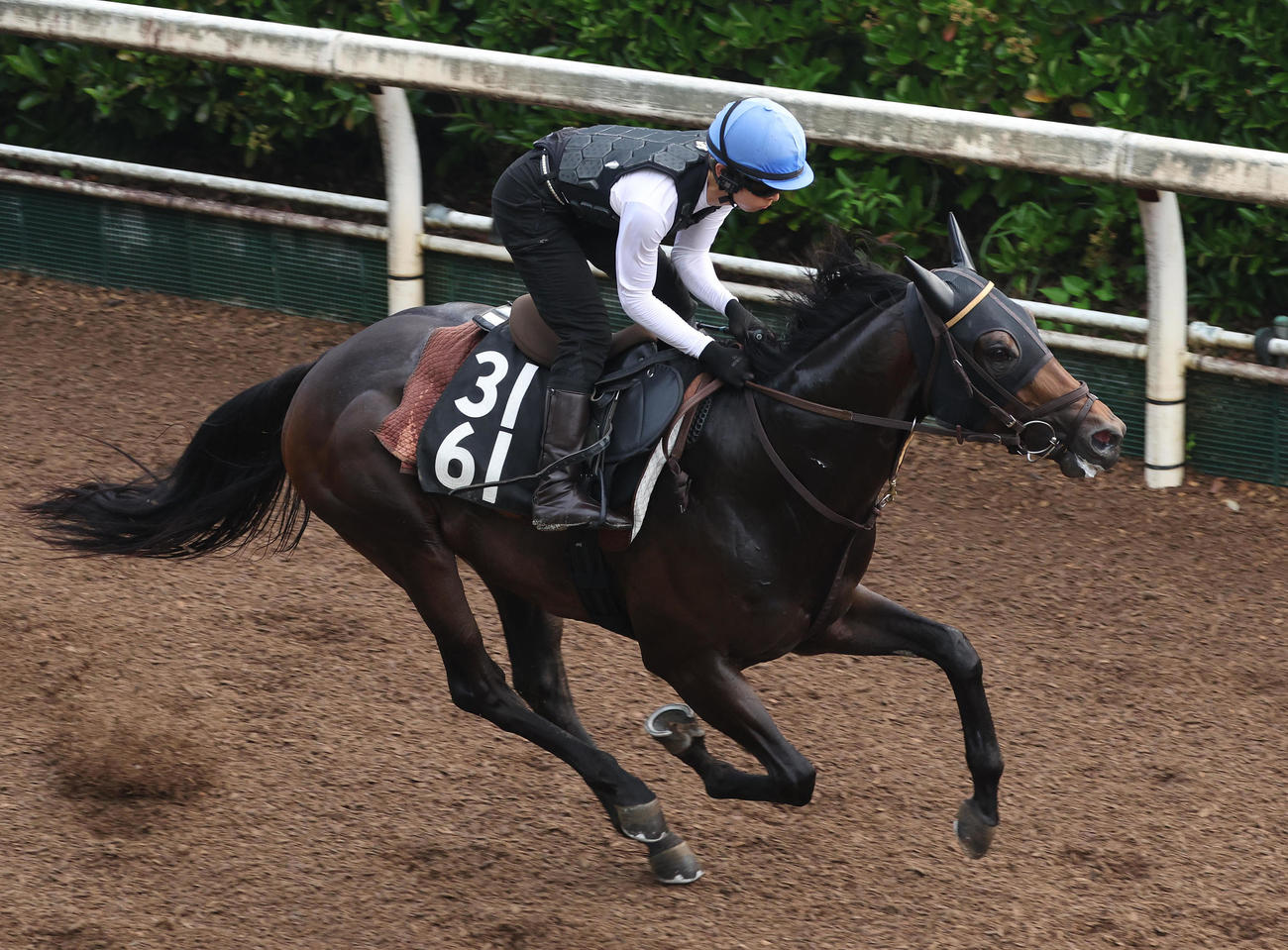 小崎騎手を背に坂路を単走で追い切るクラスペディア（撮影・白石智彦）