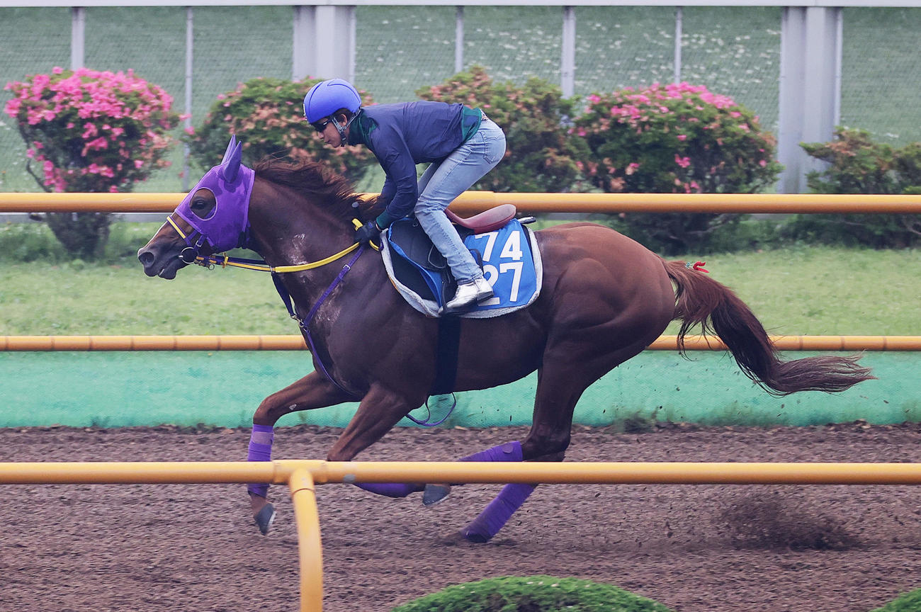丸山元気騎手を背に、函館ウッドチップコースで追い切られるテーオードレフォン