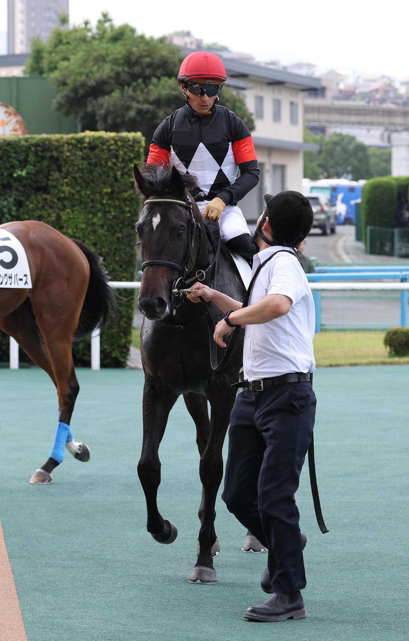 小倉1R、2歳未勝利を勝ち上がったアスクエジンバラ（撮影・白石智彦）