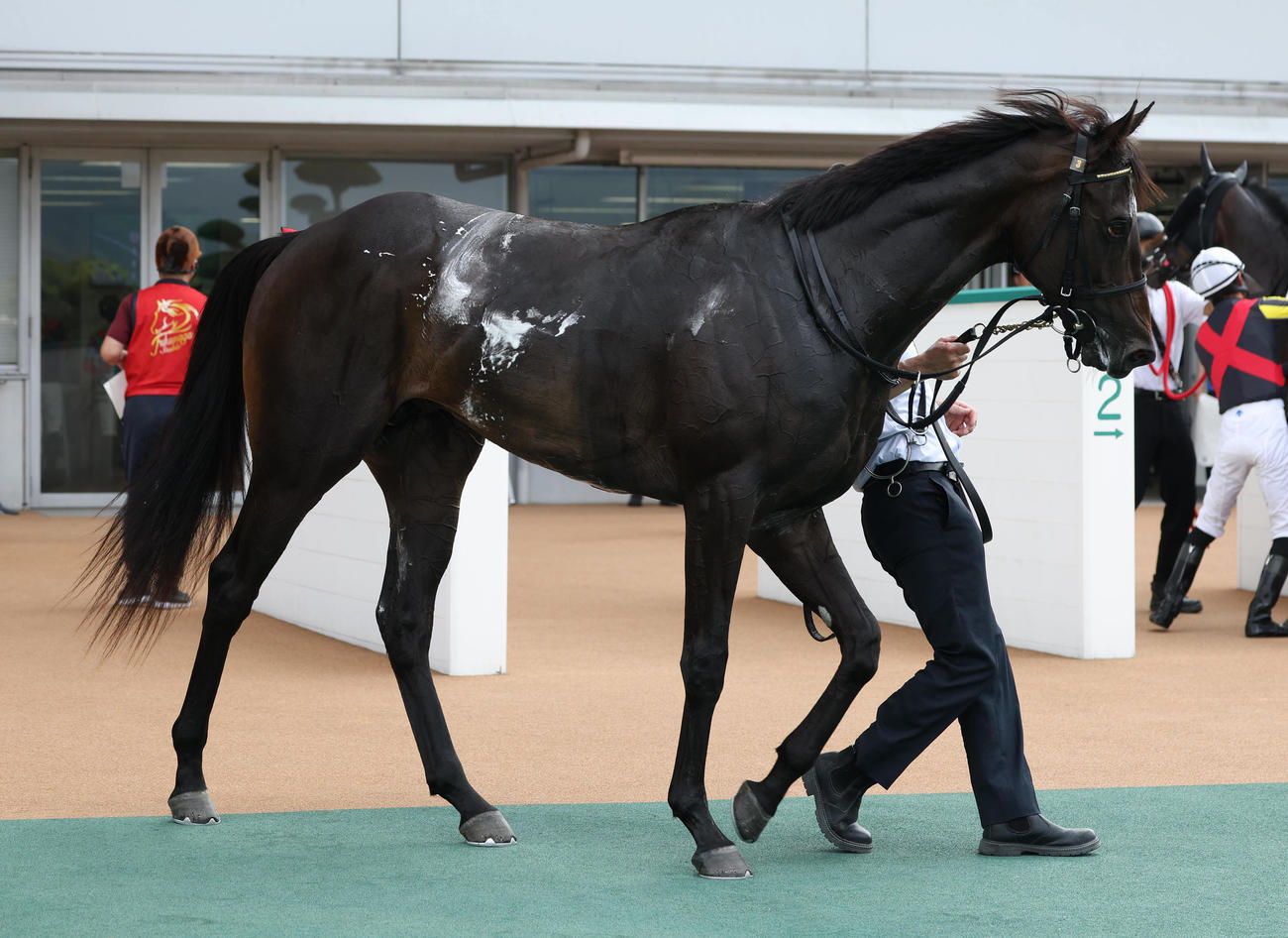小倉1R、2歳未勝利を勝ち上がったアスクエジンバラ（撮影・白石智彦）