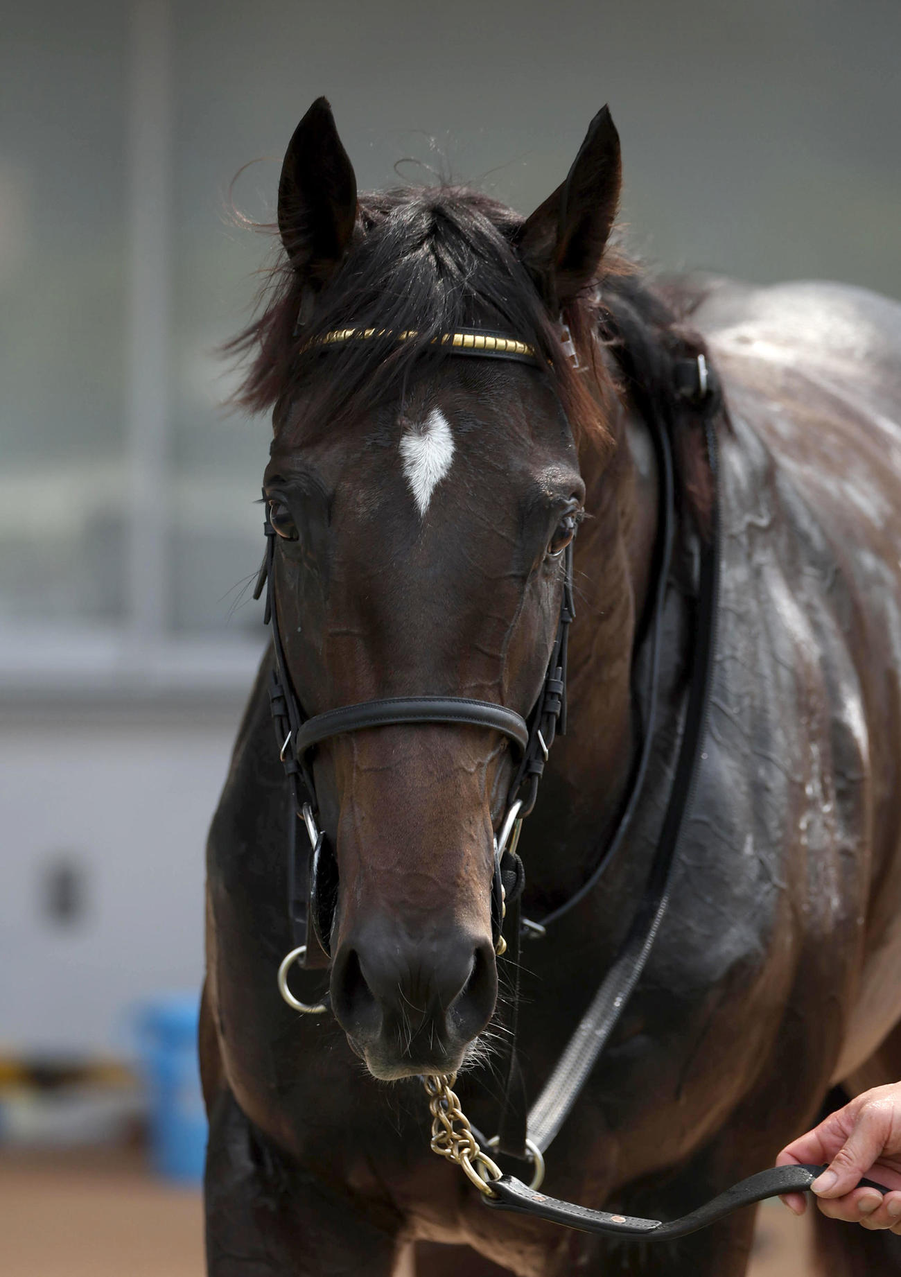 小倉1R、2歳未勝利を勝ち上がったアスクエジンバラ（撮影・白石智彦）