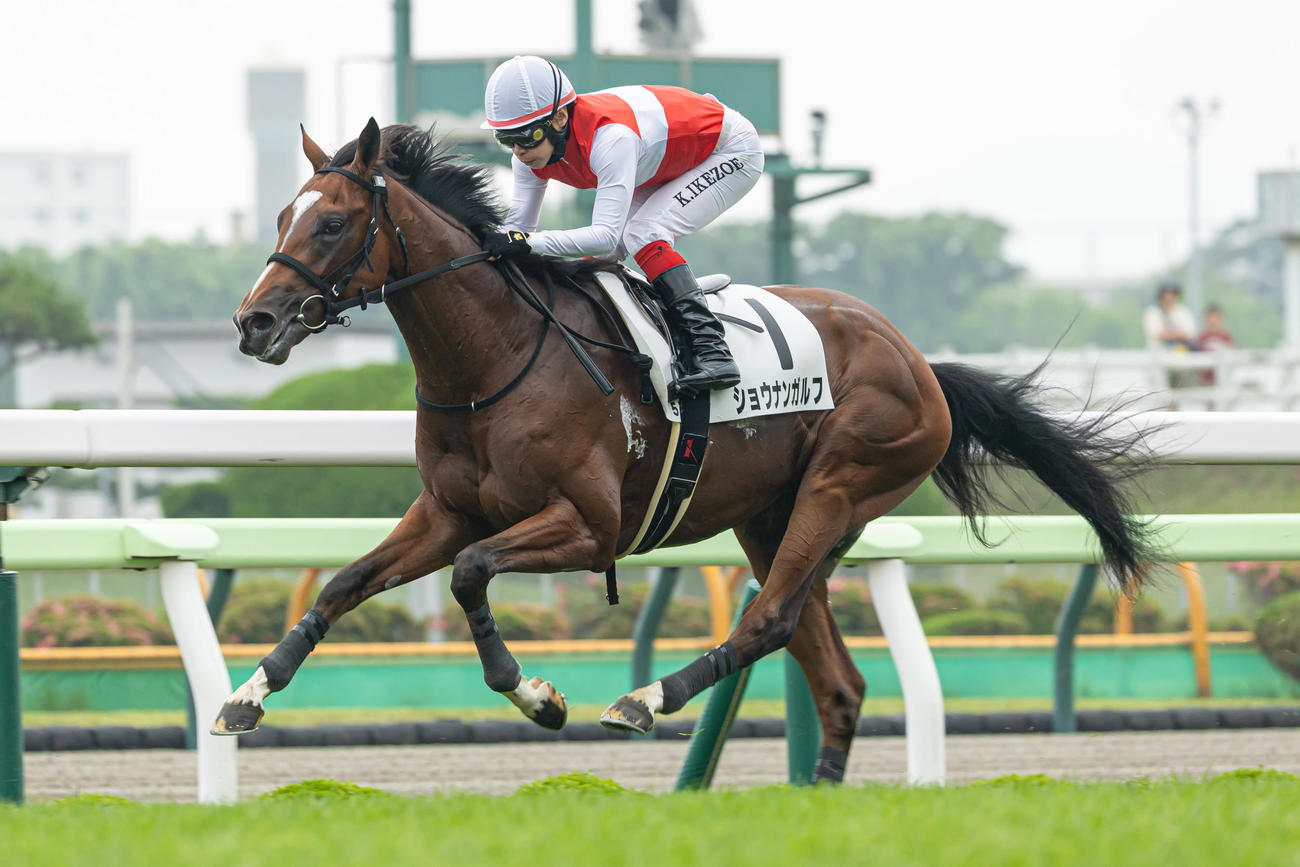 函館5R、デビュー戦を制したショウナンガルフと池添騎手（撮影・村野早祐）