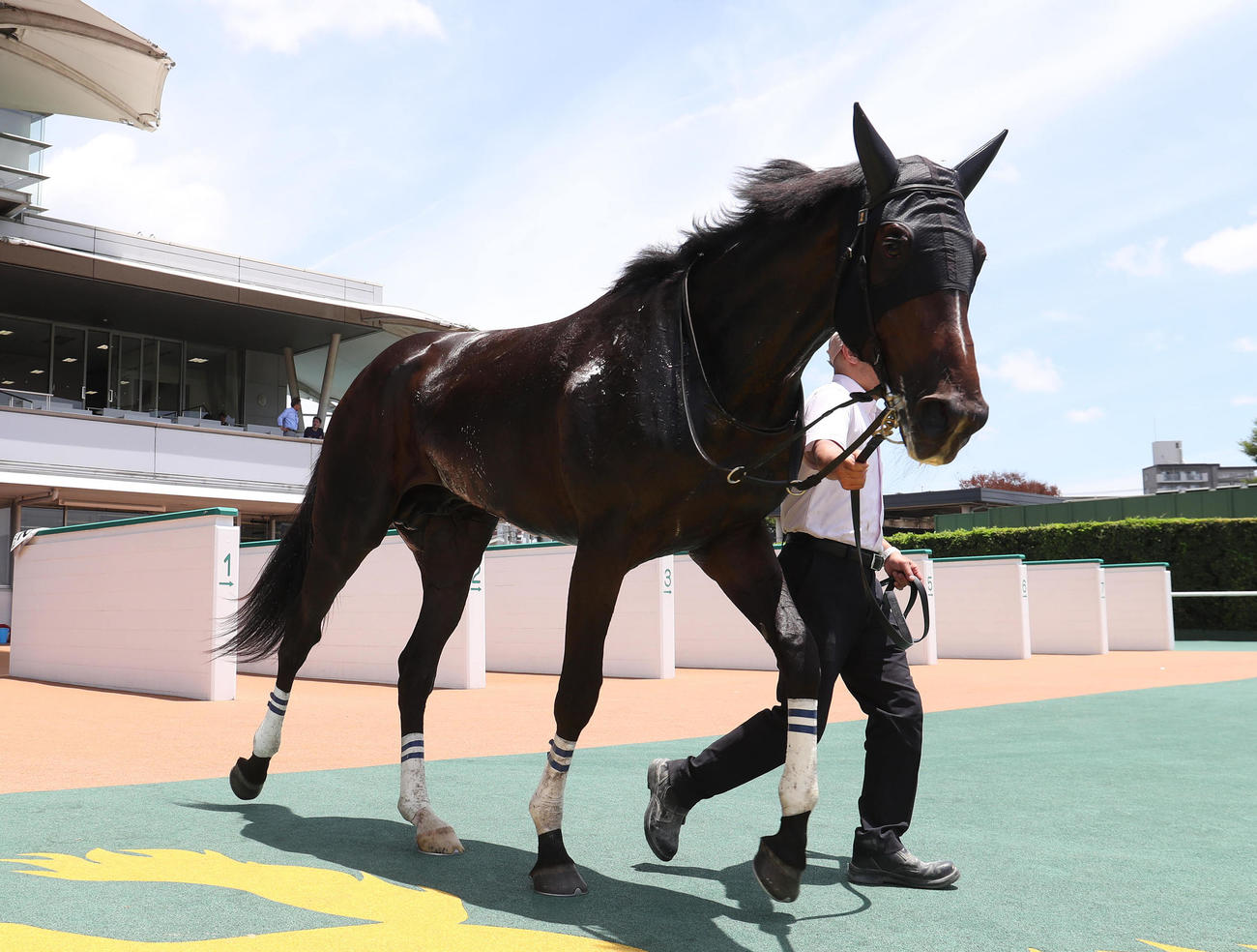 小倉5R、新馬戦を快勝したロードラヴォール（撮影・白石智彦）