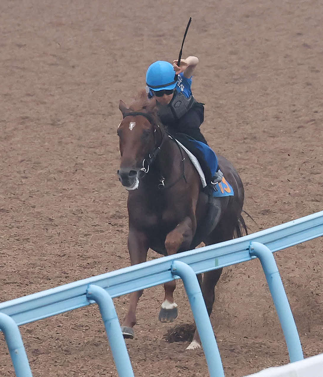 2日、柴田大騎手を背に美浦ウッドを単走で追い切られたコスモフリーゲン