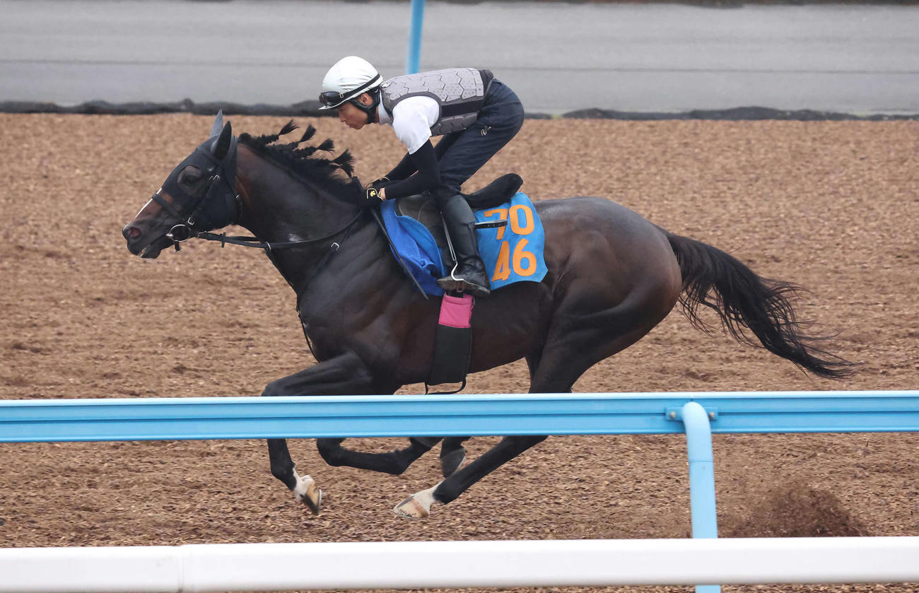 2日、美浦ウッドで追い切られるシルトホルン
