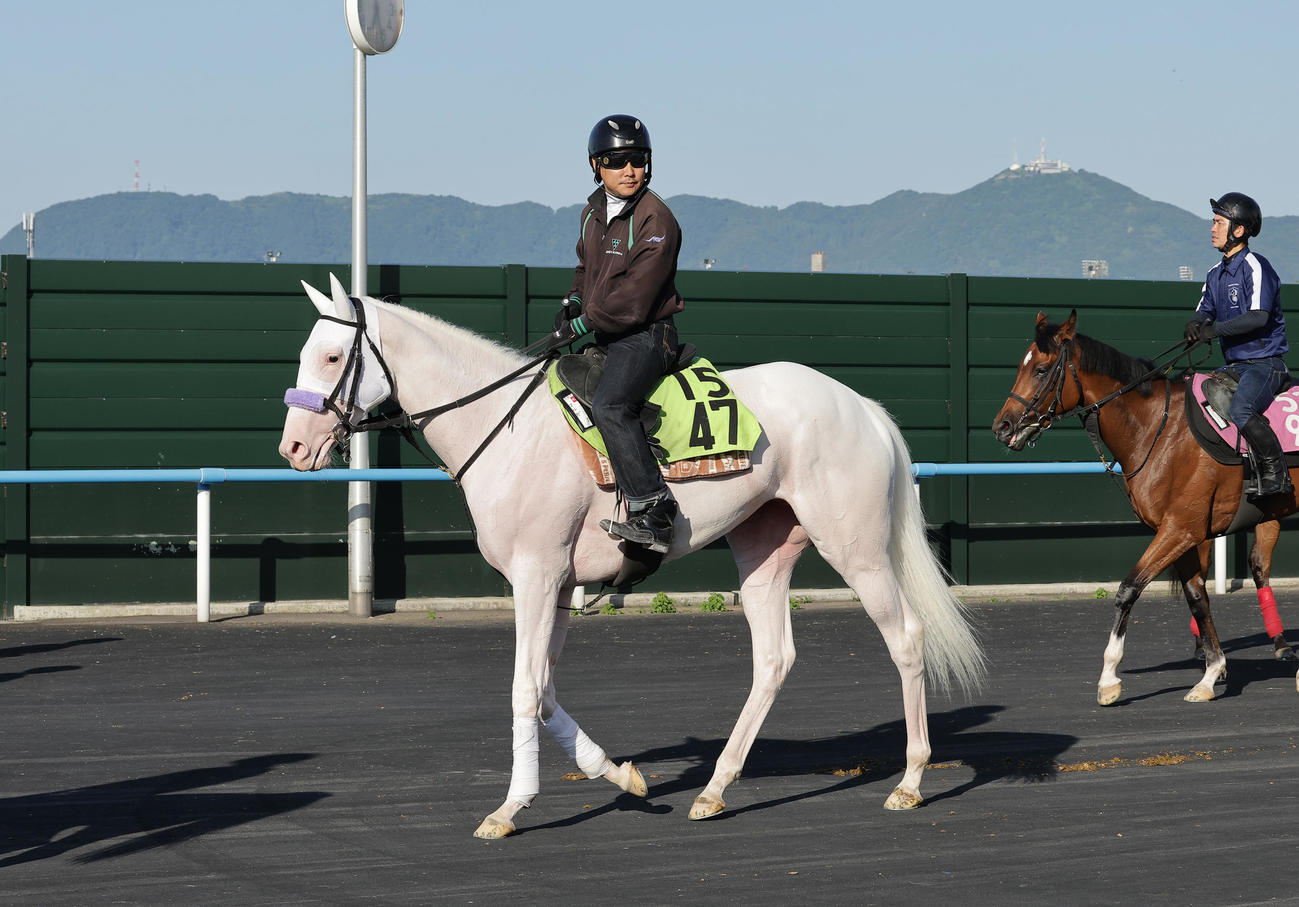 函館競馬場で調整するマルガ。函館山を背景に、白い馬体が映える