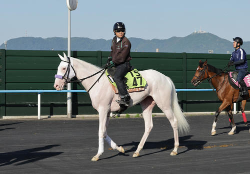 白毛馬マルガ、純白の足跡継承 半姉ソダシと同じ7・12函館芝1800mで