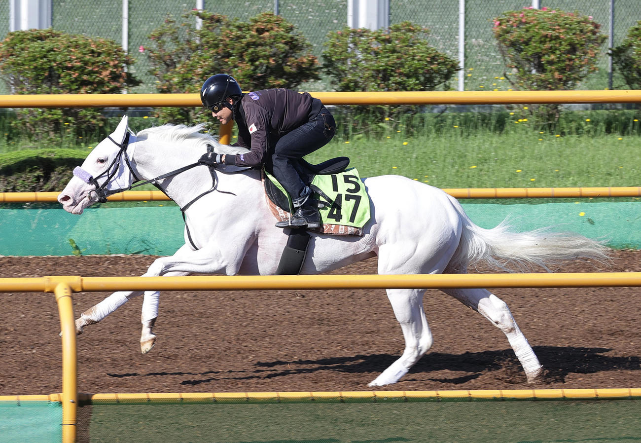 函館ウッドチップコースで追い切られるマルガ
