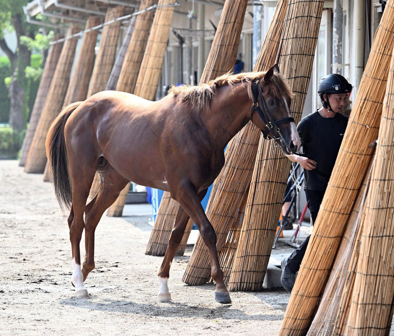 国枝厩舎に入厩したプロメサアルムンド（撮影・千葉一成）