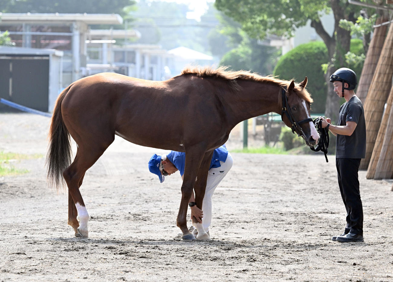 入厩したプロメサアルムンドの様子を見る国枝師（左）（撮影・千葉一成）