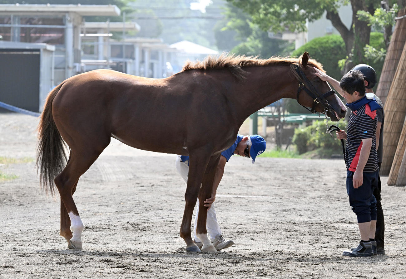 入厩したプロメサアルムンドの様子を見る国枝師（左）（撮影・千葉一成）