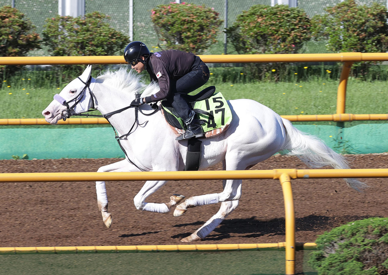 函館ウッドチップコースで追い切られるマルガ
