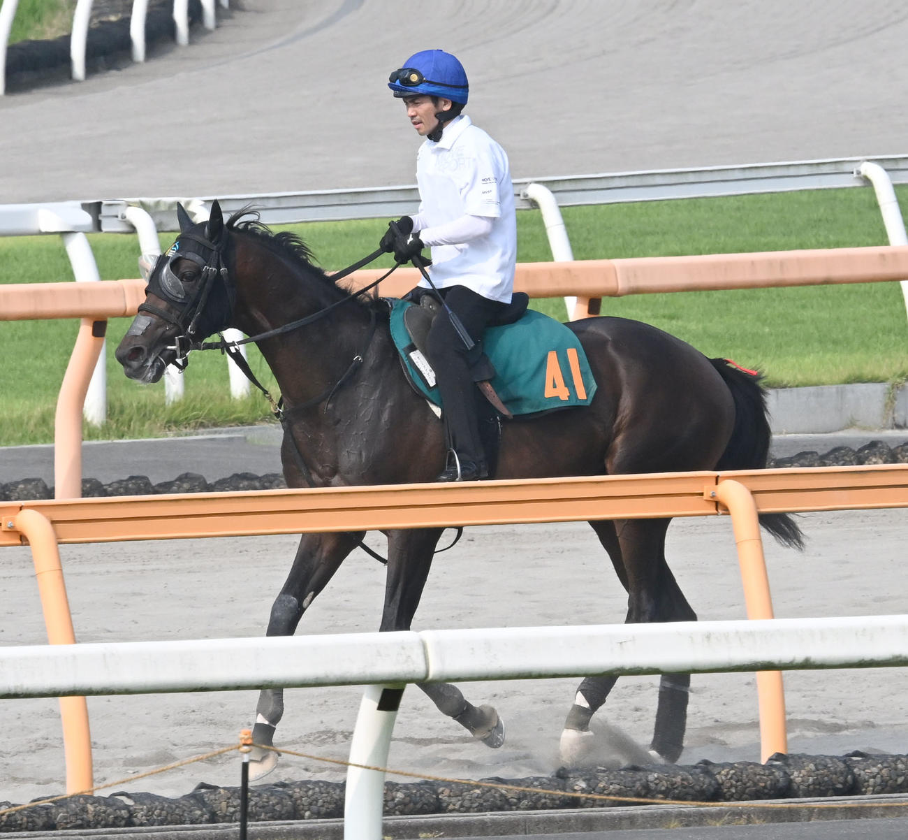 戸崎圭太騎手を背に運動するガードオブオナー（撮影・千葉一成）