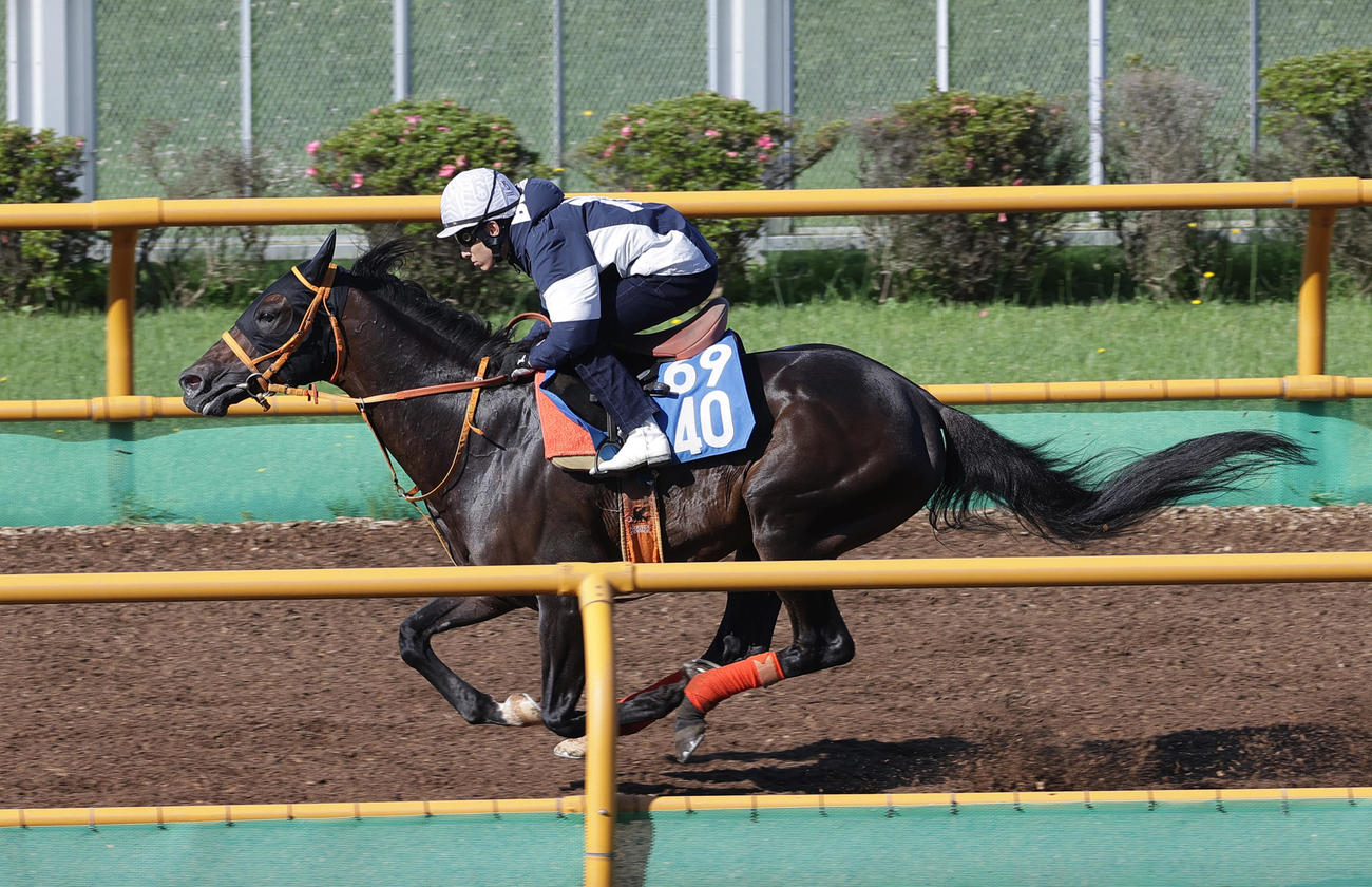 藤岡佑介騎手を背に、函館ウッドチップコースで追い切られるケイアイセナ