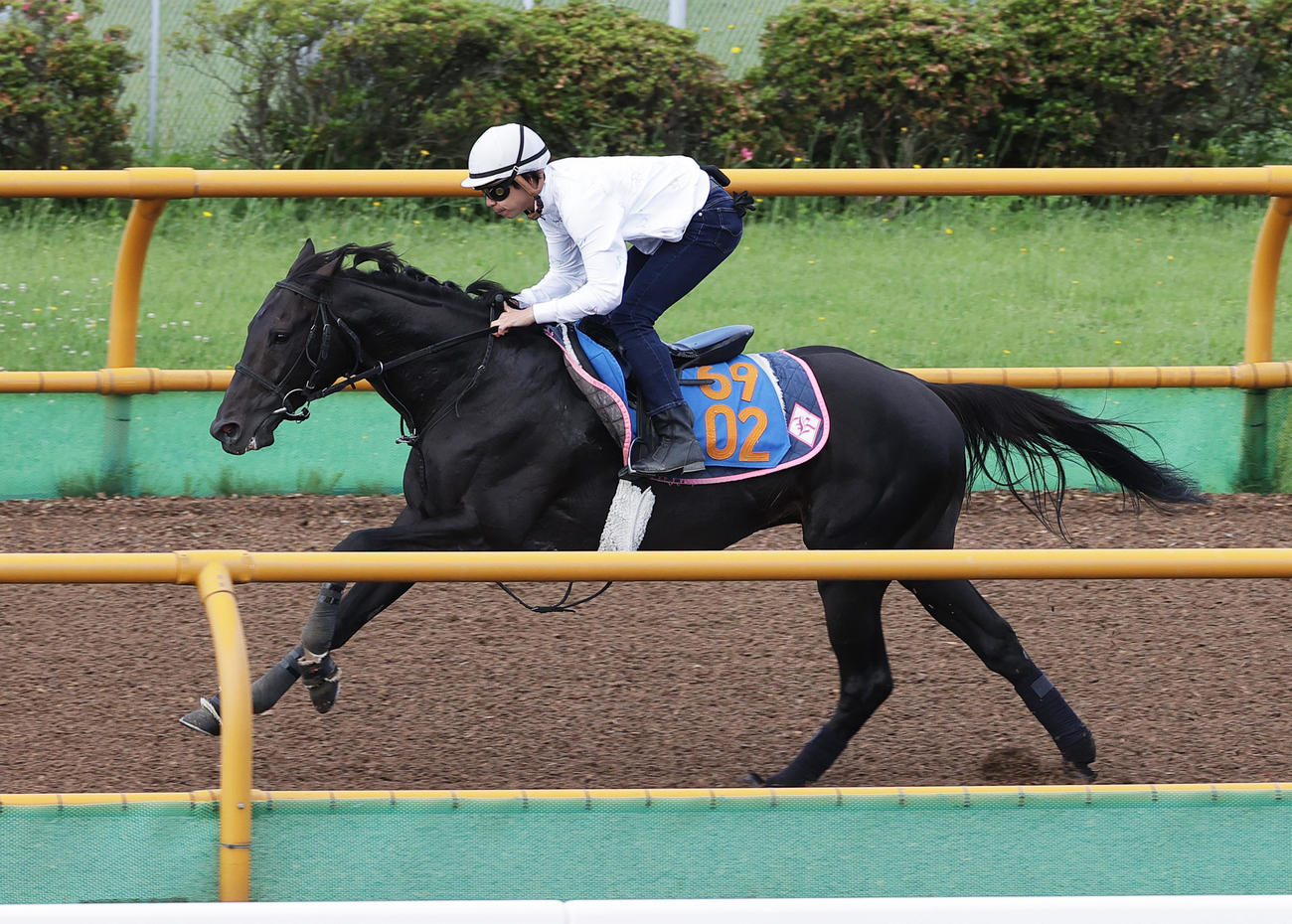 横山和騎手を背に、函館ウッドチップコースで追い切られるコントラポスト