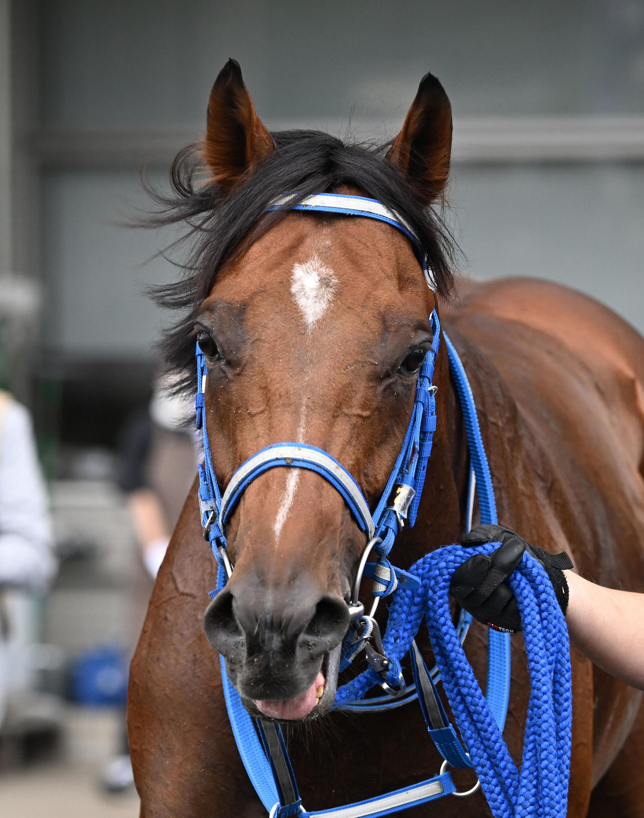 福島4R、3歳未勝利戦を西村太騎手で制したポッポノフェスタ（撮影・千葉一成）