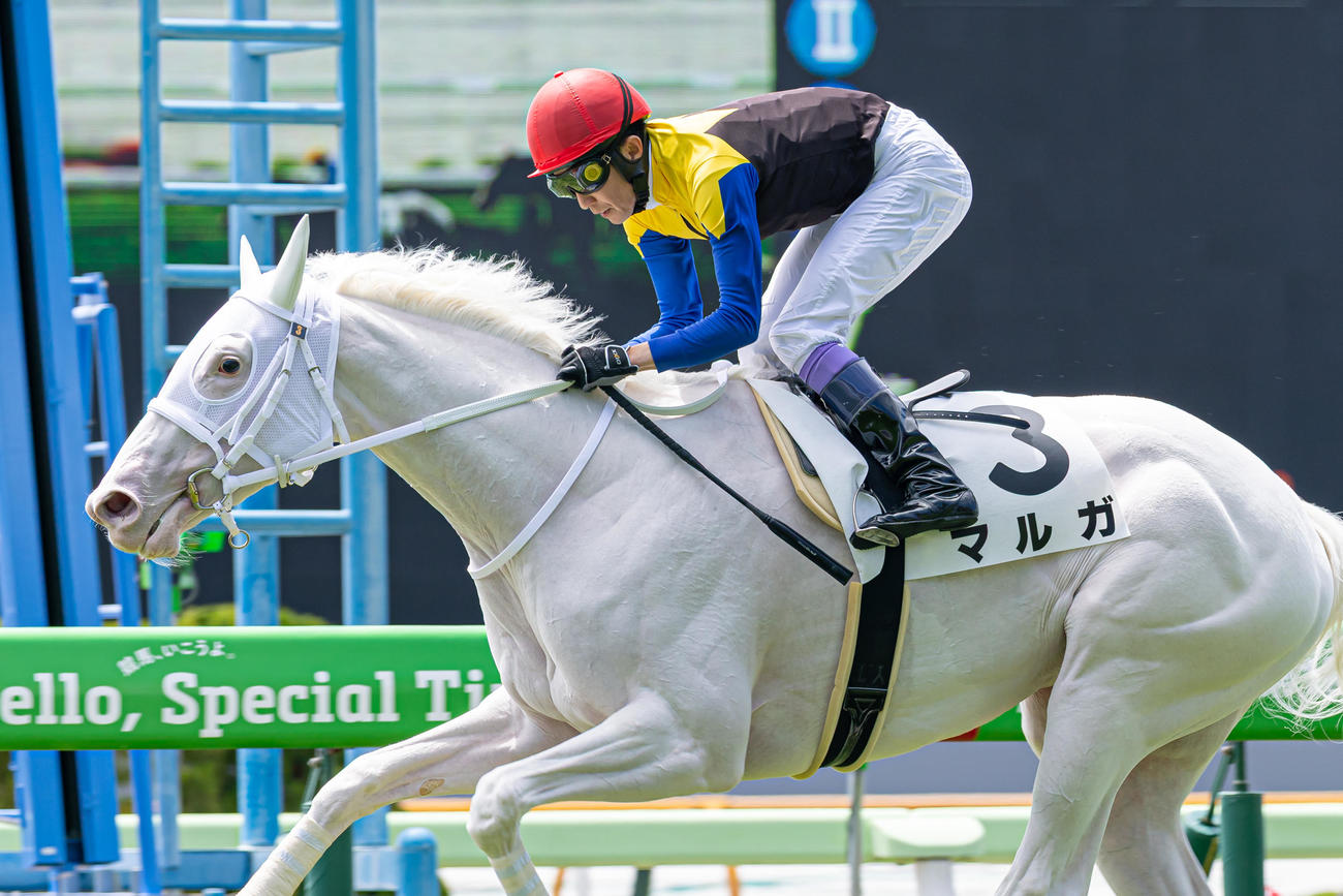 函館5R、デビュー戦を制したマルガと武豊騎手（撮影・村野早祐）