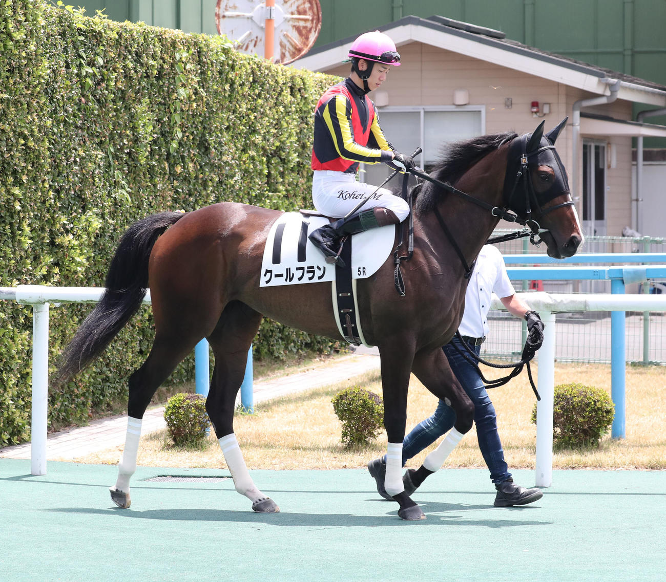 2歳新馬を制したクールフラン（撮影・梅根麻紀）