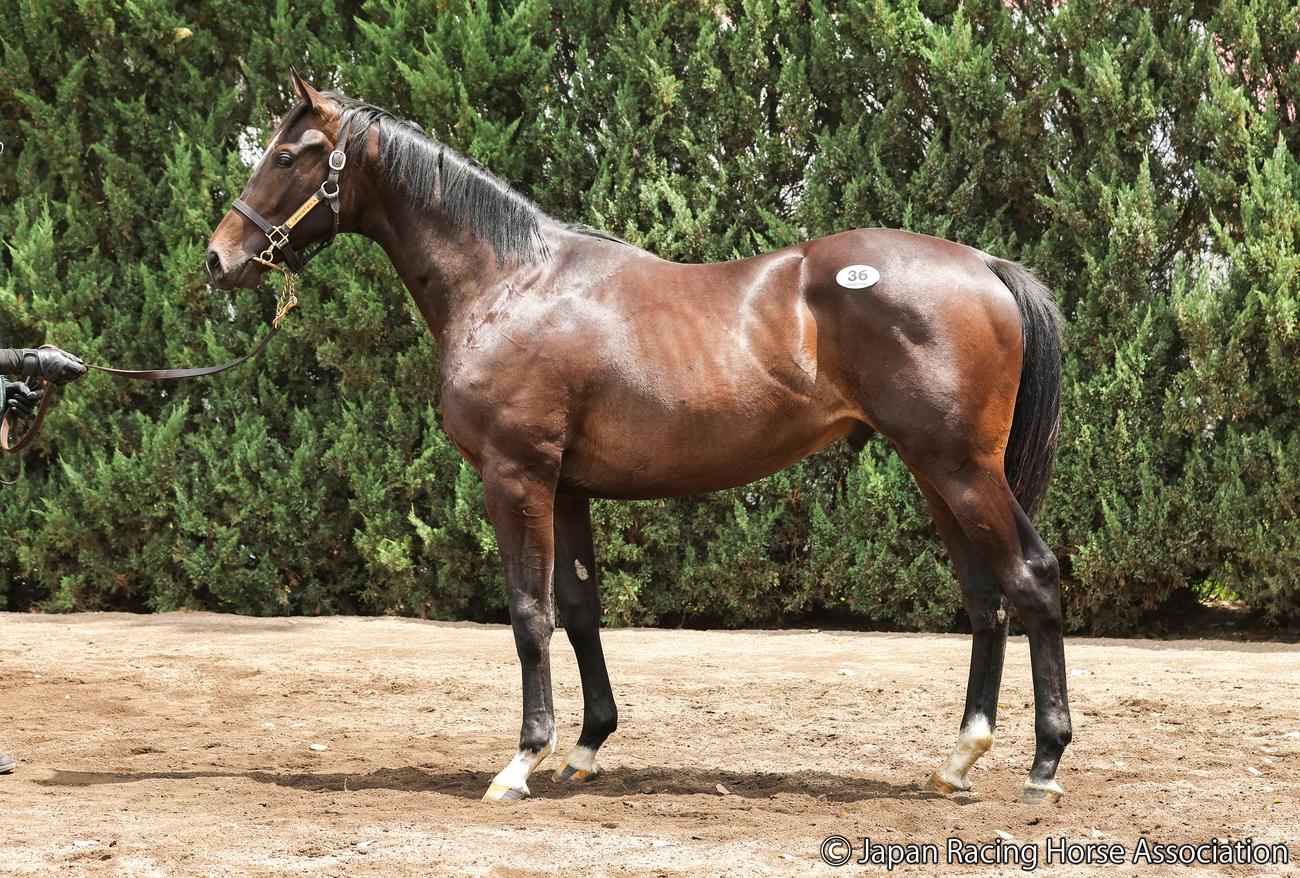 1億2500万円で落札されたストリートバンドの24の馬体
