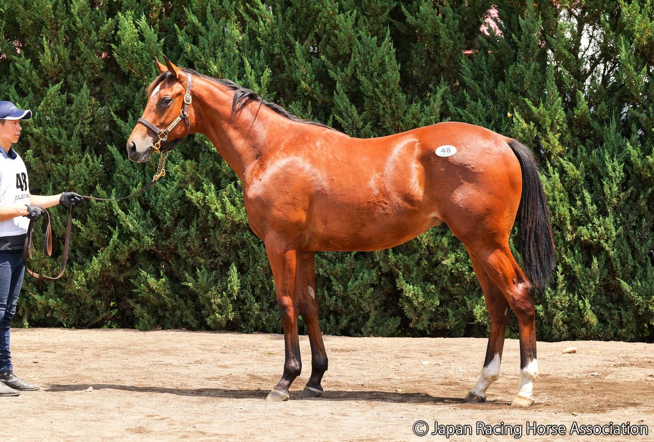 1億円で落札されたエスメラルディーナの24の馬体