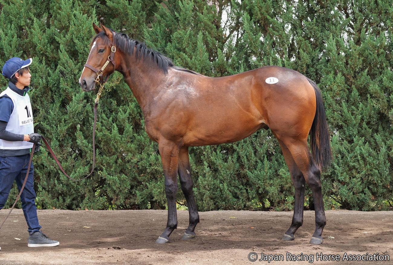 1億9000万円で落札されたアンフィトリテ2の24の馬体