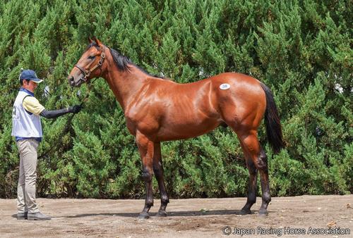 1億2000万円で落札されたマニクールの24の馬体